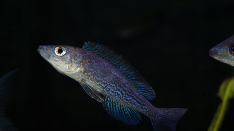 Cyprichromis microlepidotus 'Kiriza'
